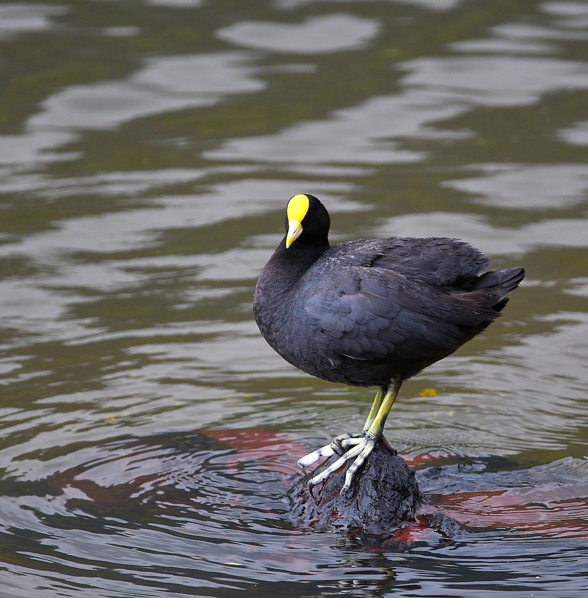 White-winged Coot - ML560111561