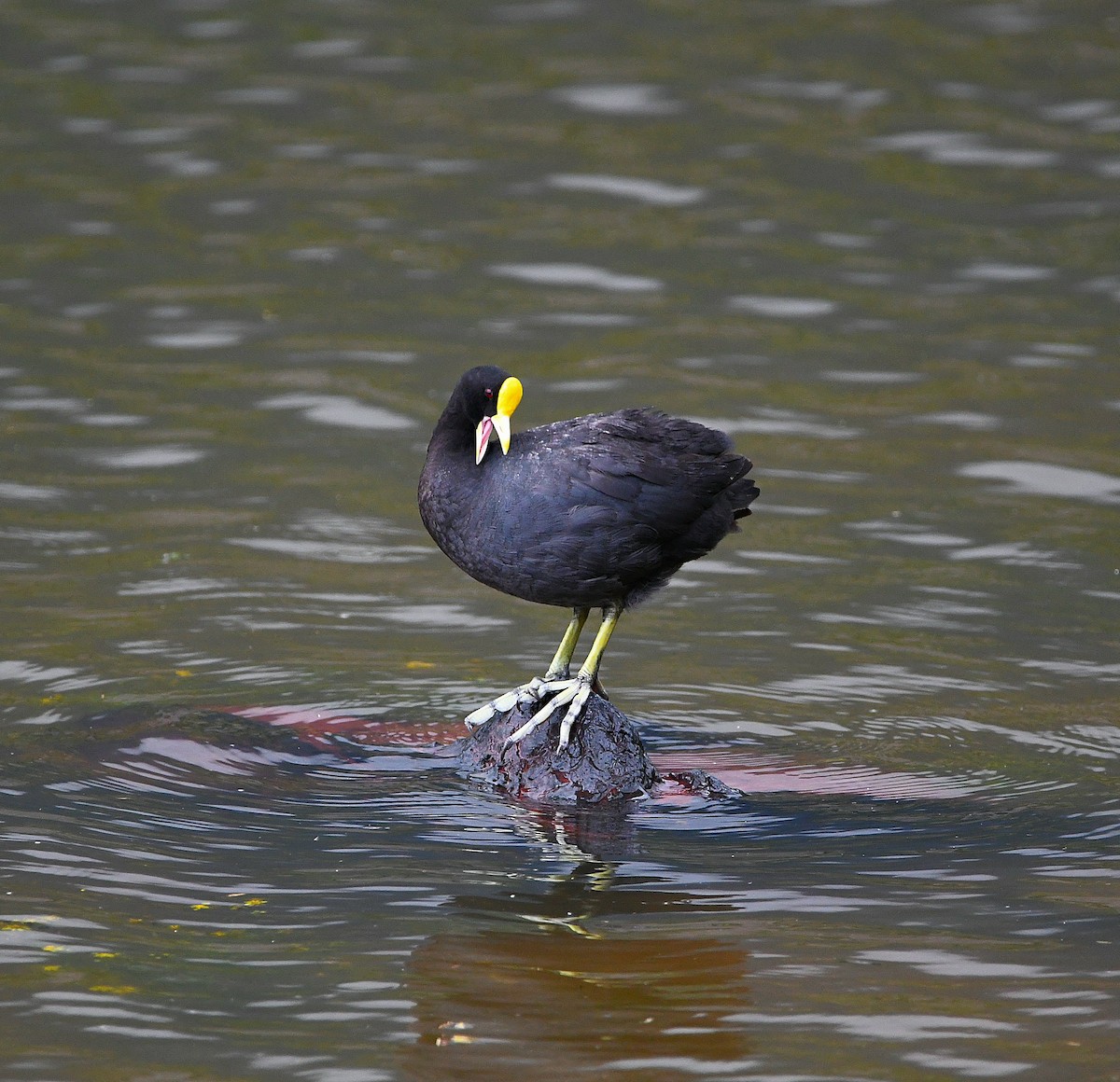 White-winged Coot - ML560111721