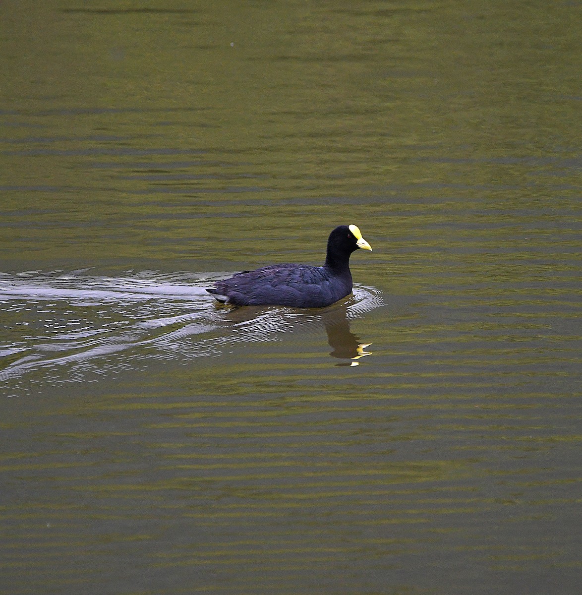 White-winged Coot - ML560111931