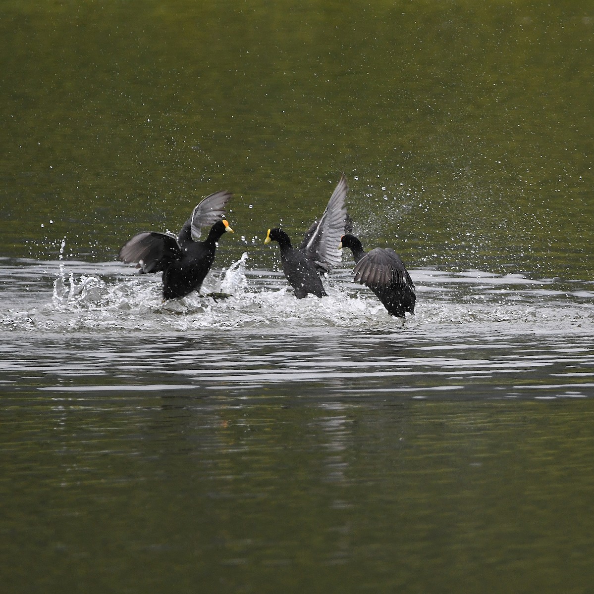 White-winged Coot - ML560112241