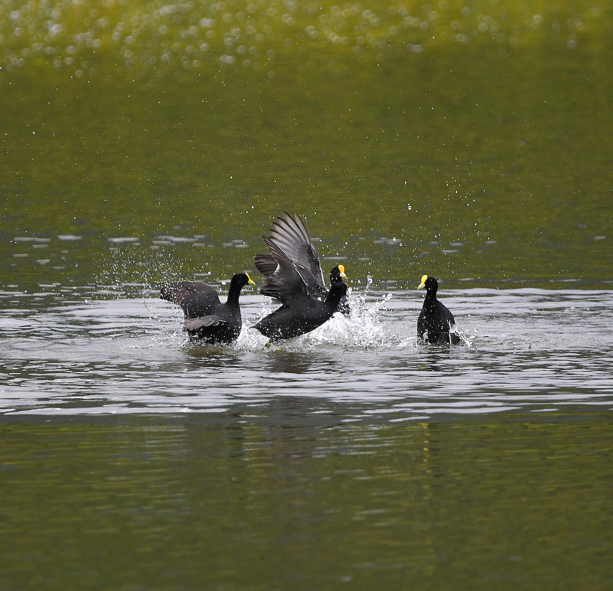 White-winged Coot - ML560112571