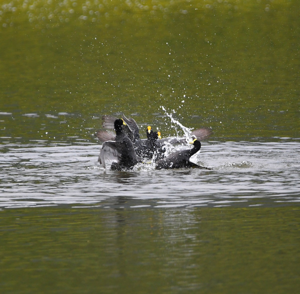 White-winged Coot - ML560113021