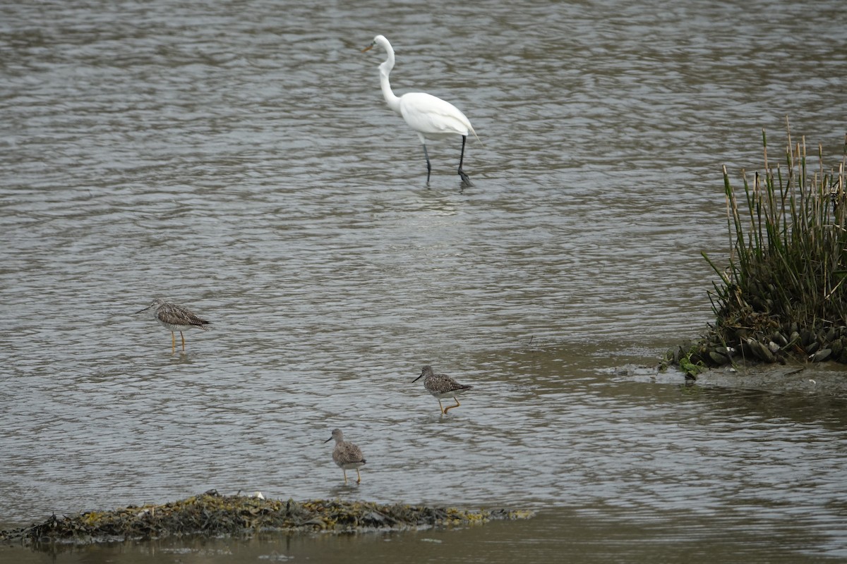 Greater Yellowlegs - ML560113281