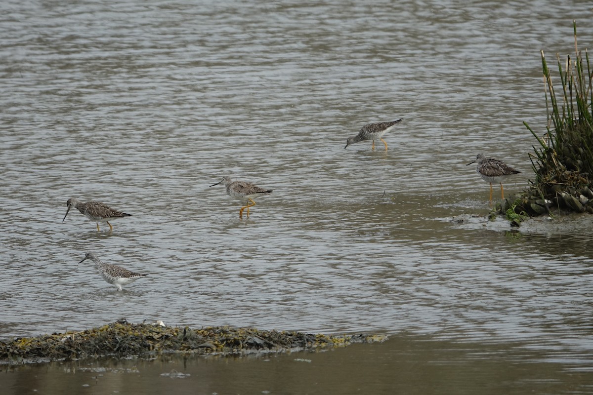 Greater Yellowlegs - Catherine Lang