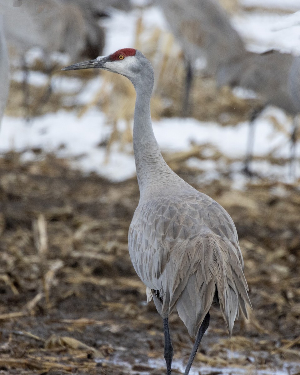 Grulla Canadiense - ML560114321