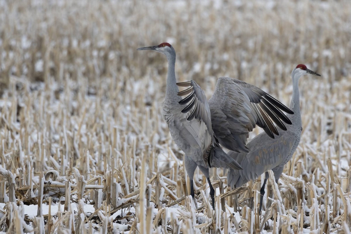 Grulla Canadiense - ML560114331