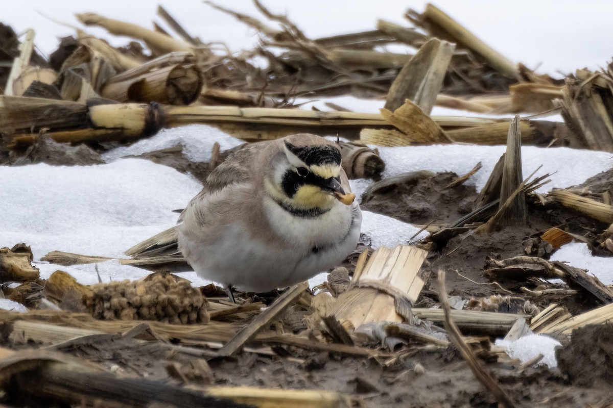 Horned Lark - ML560114421