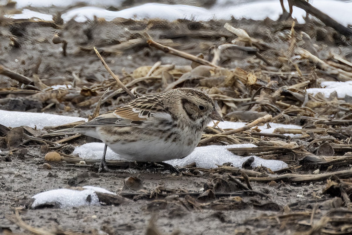 Lapland Longspur - ML560114471