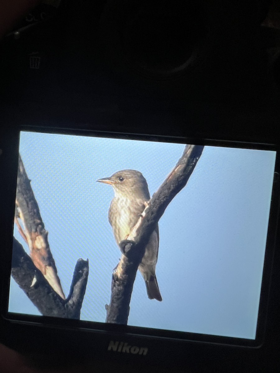 Olive-sided Flycatcher - ML560114961