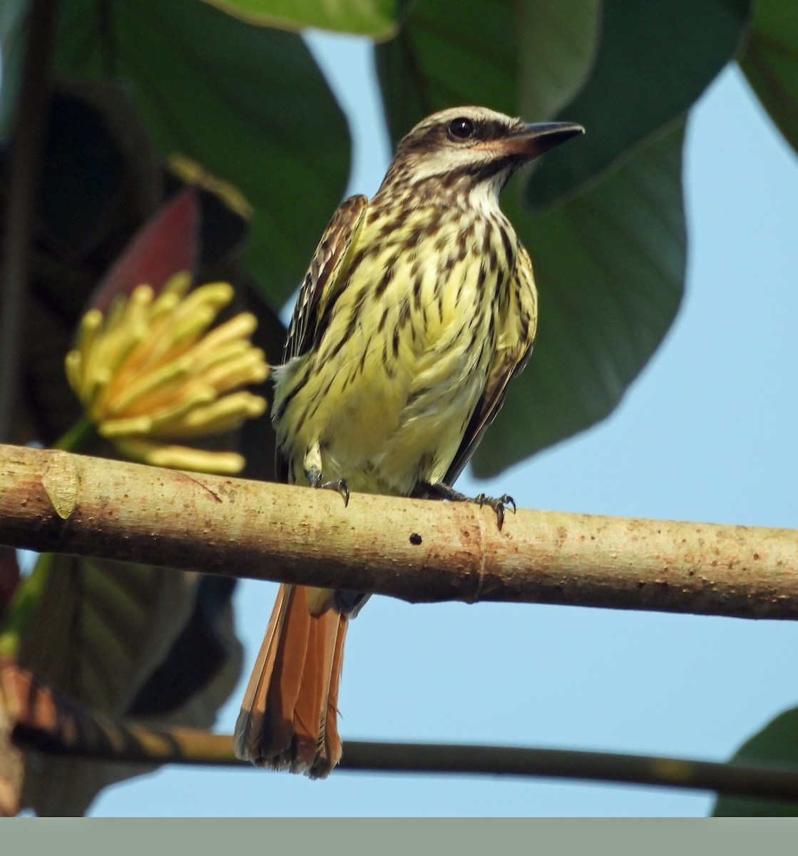 Sulphur-bellied Flycatcher - ML560115791