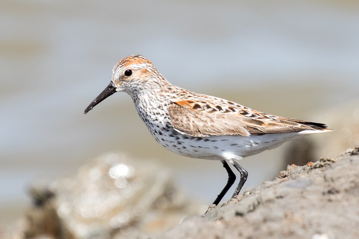 Western Sandpiper - ML56011631