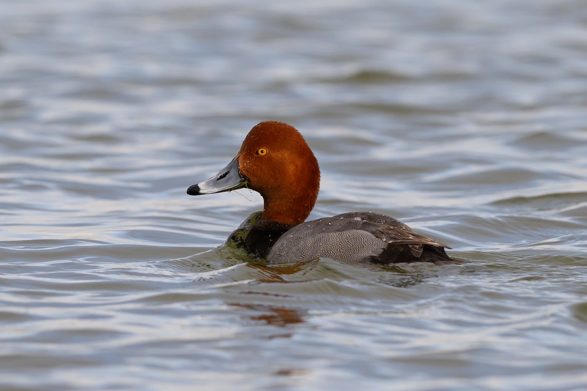 Redhead - ML560118191