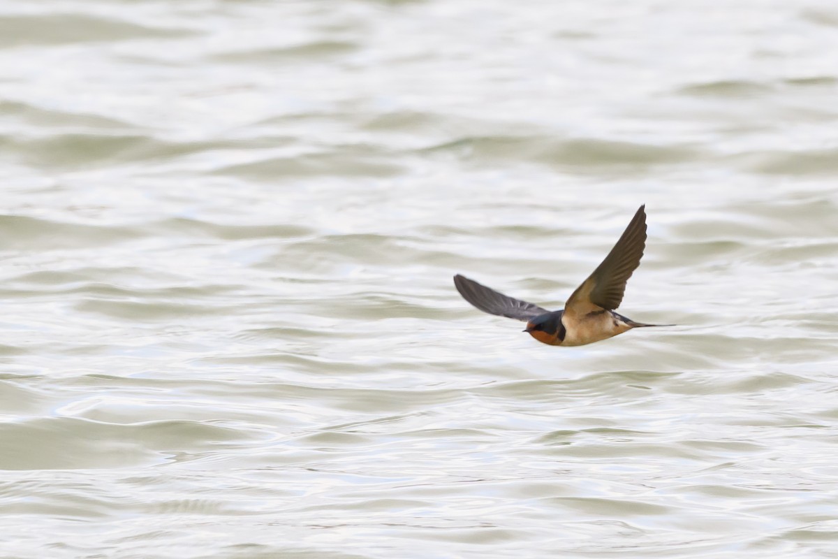 Barn Swallow - Amy Hudechek