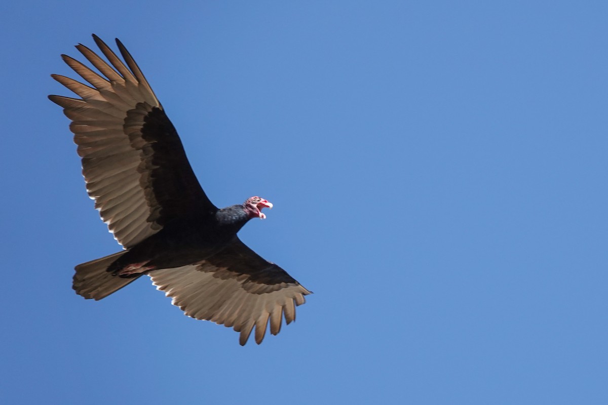 Turkey Vulture - Larry Theller