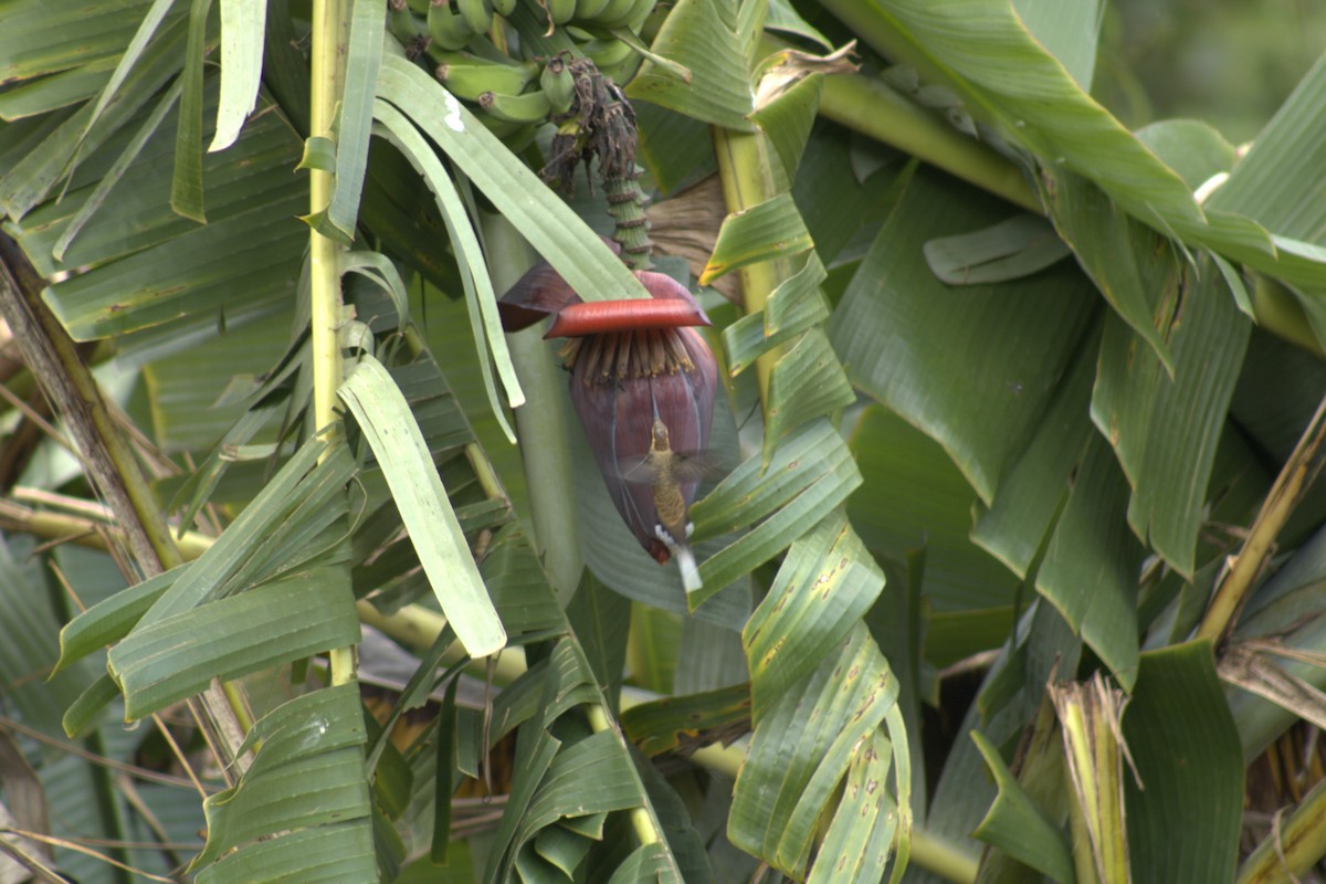 Чешуегорлый колибри-отшельник - ML560119131