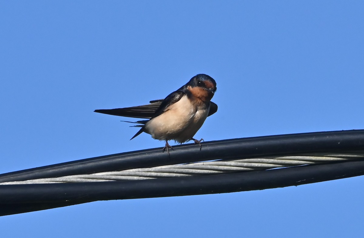 Barn Swallow - ML560119771