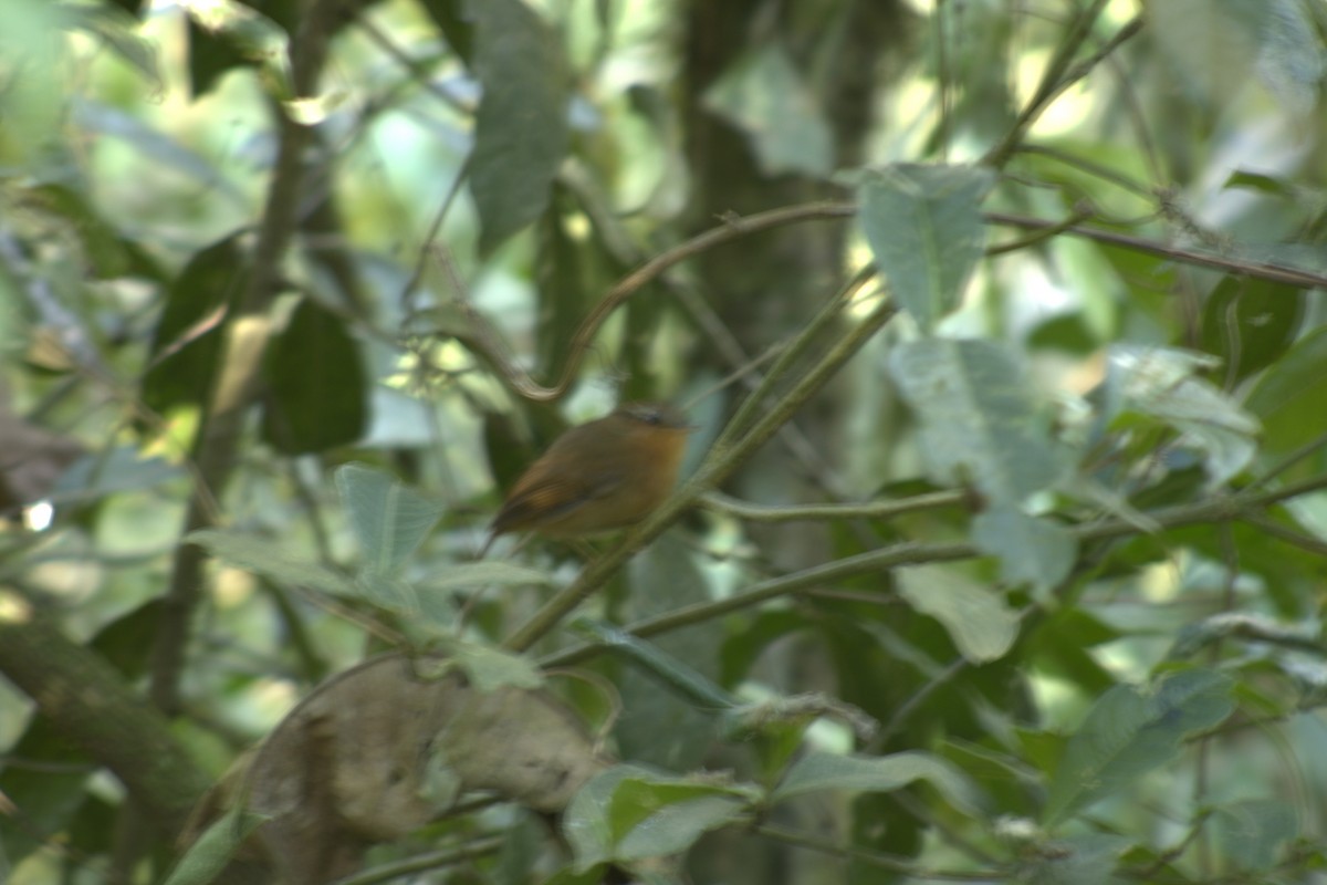 Rufous Gnateater - Janaina Souza