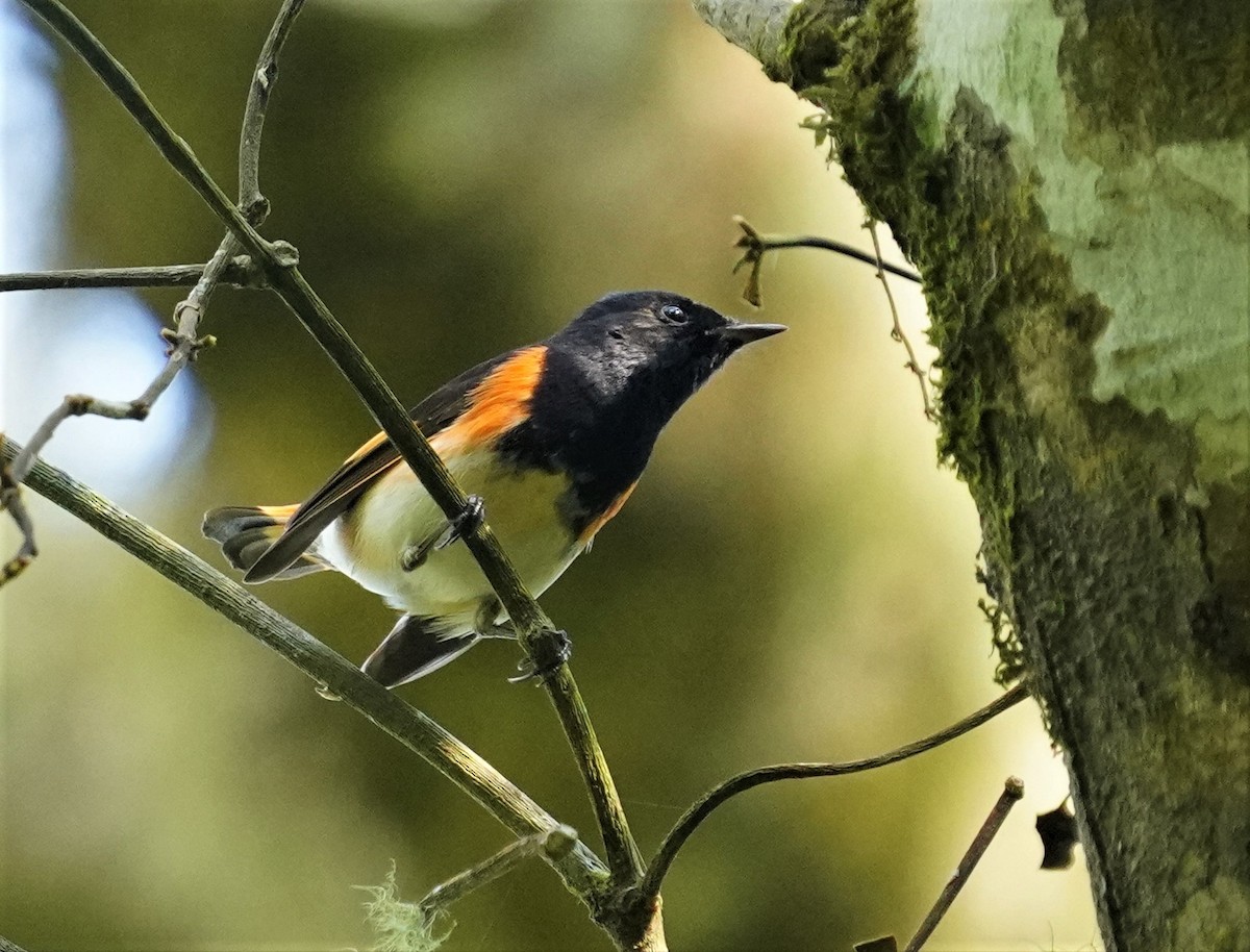 American Redstart - ML560120951