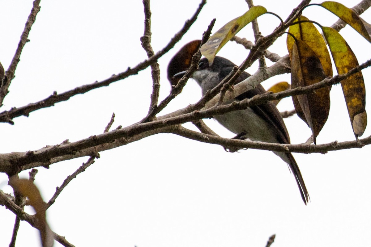 Black-winged Flycatcher-shrike - ML560121501