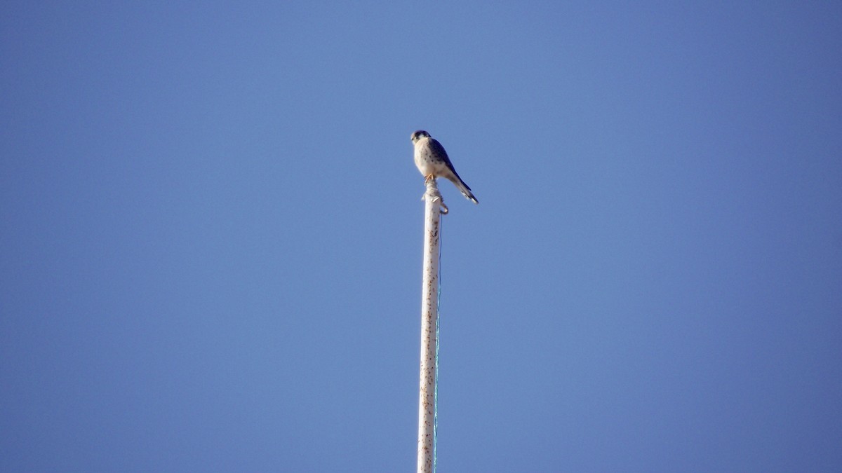 American Kestrel - ML560121791