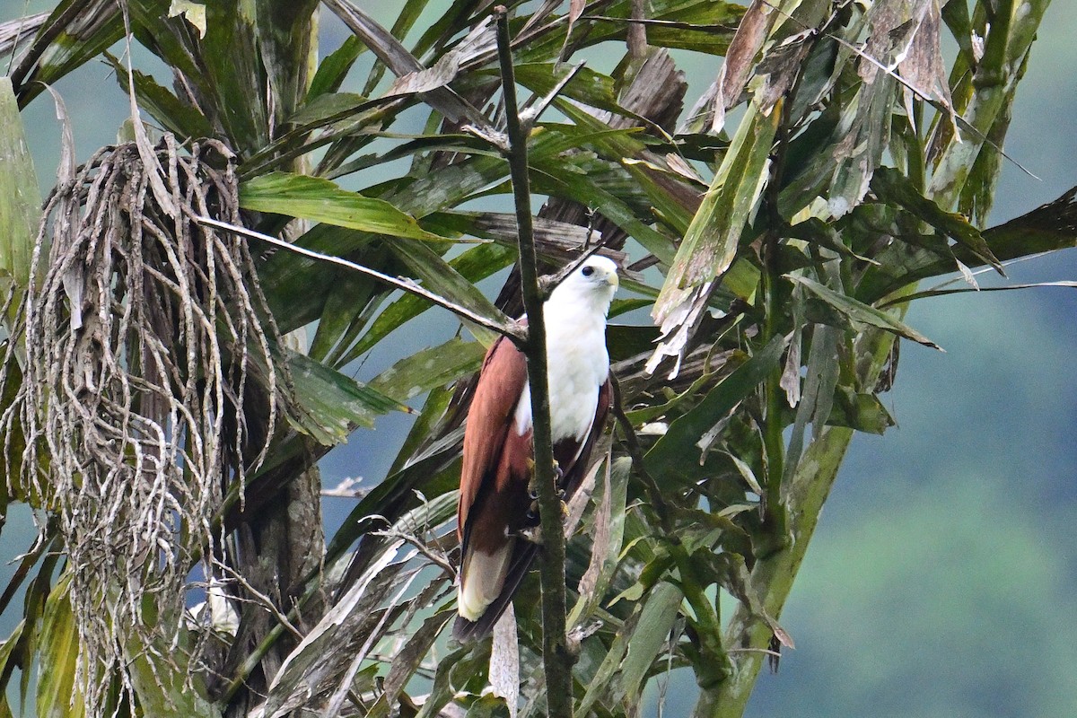 Brahminy Kite - ML560122001