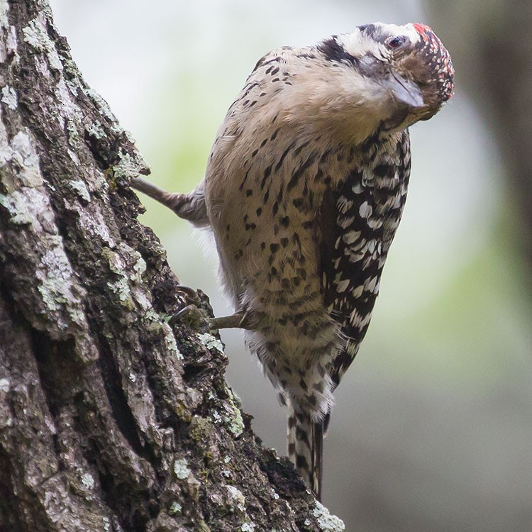 Ladder-backed Woodpecker - ML560122111