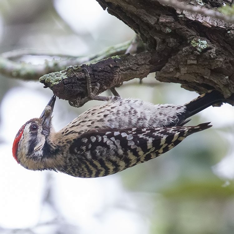 Ladder-backed Woodpecker - ML560122121