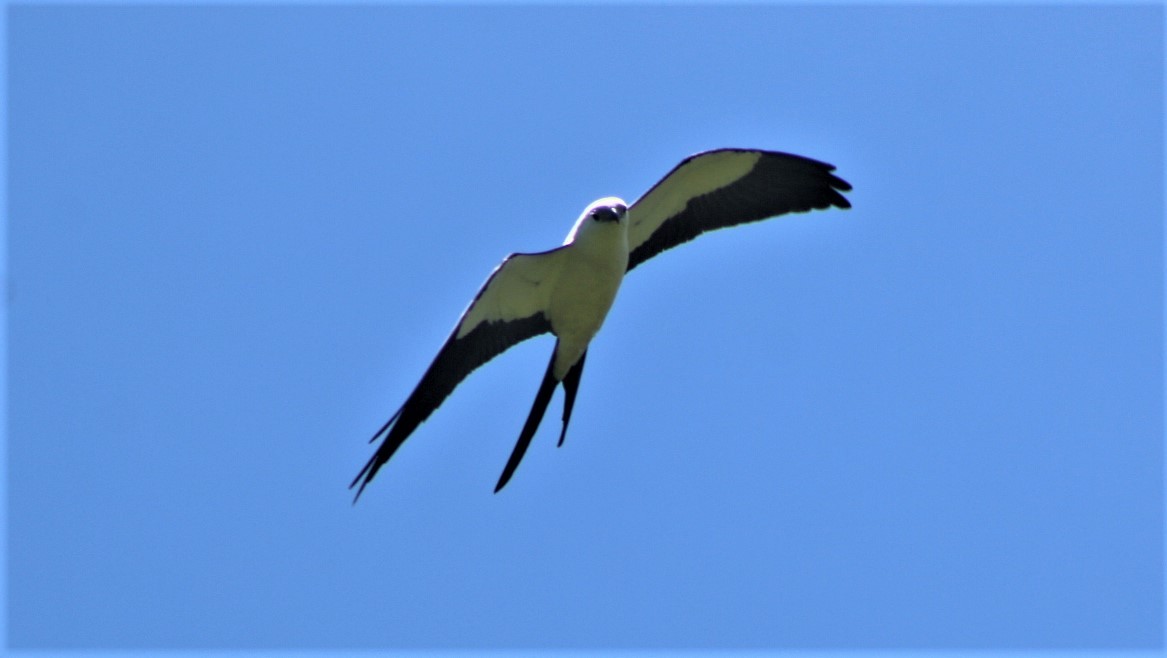 Swallow-tailed Kite - ML560123701