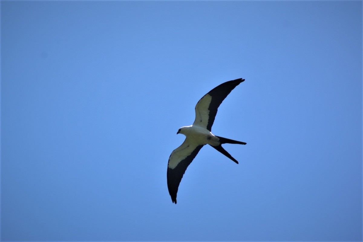 Swallow-tailed Kite - ML560123711