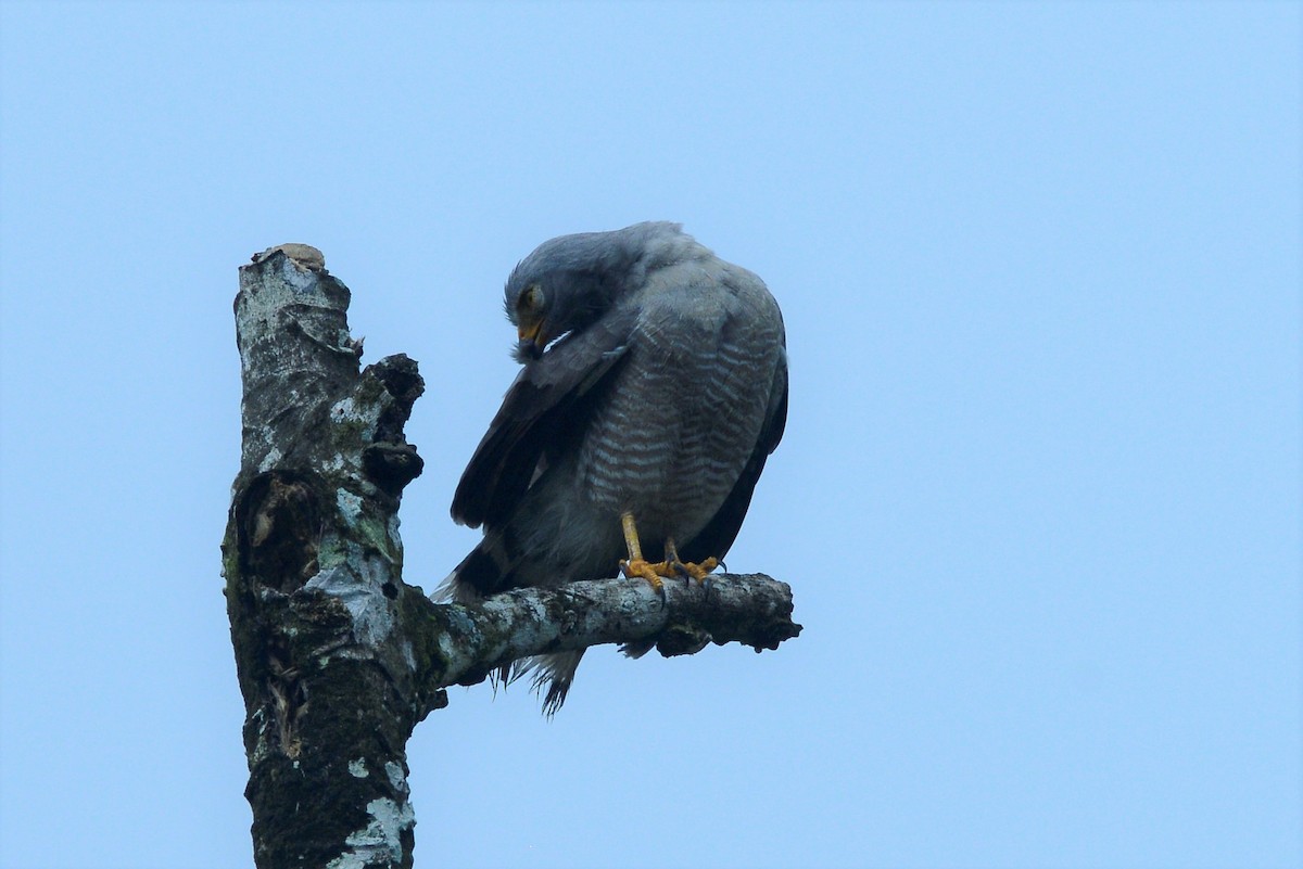 Roadside Hawk - James Kamstra