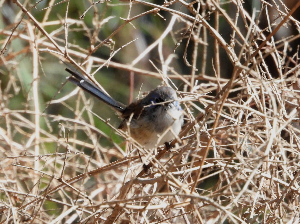 Purple-backed Fairywren - ML560124881