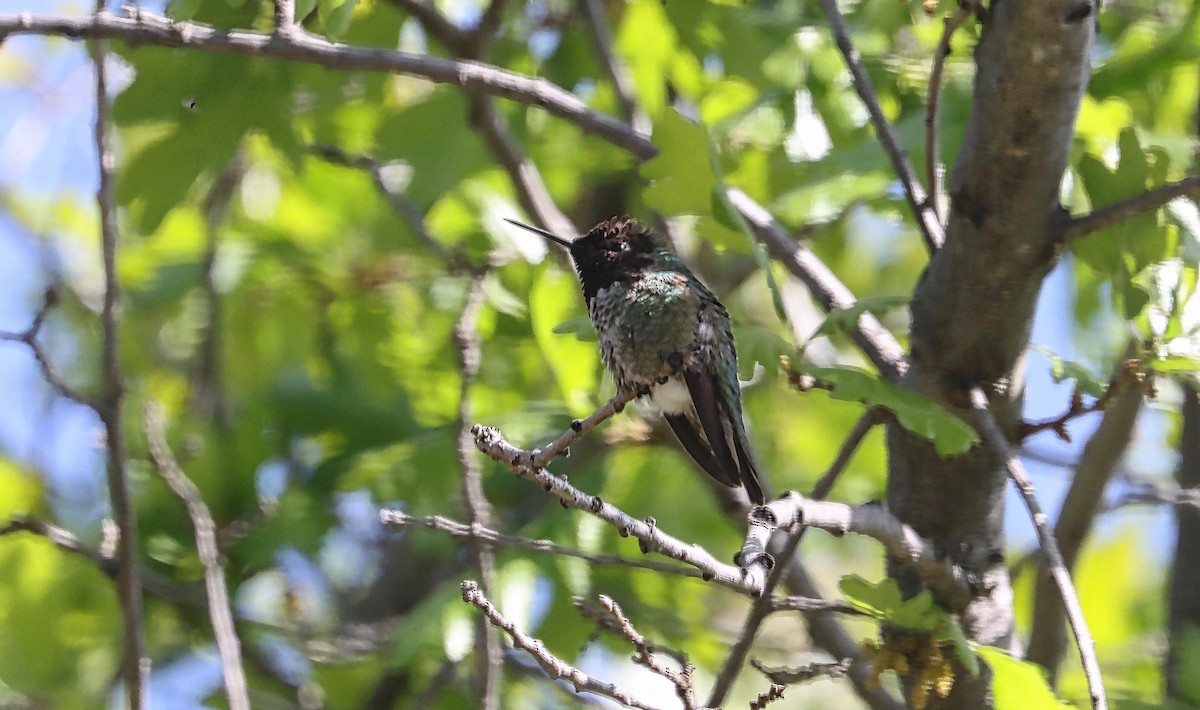 Anna's Hummingbird - ML560125091