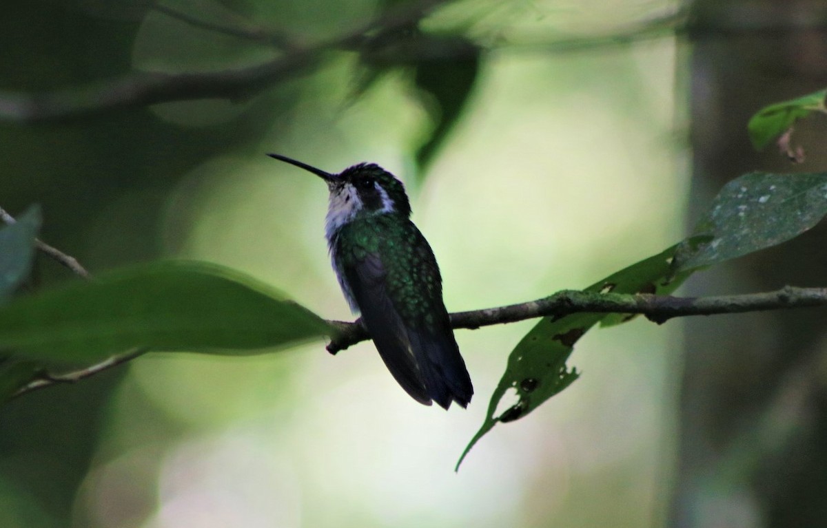 Green-breasted Mountain-gem - Oscar Bermúdez Collado