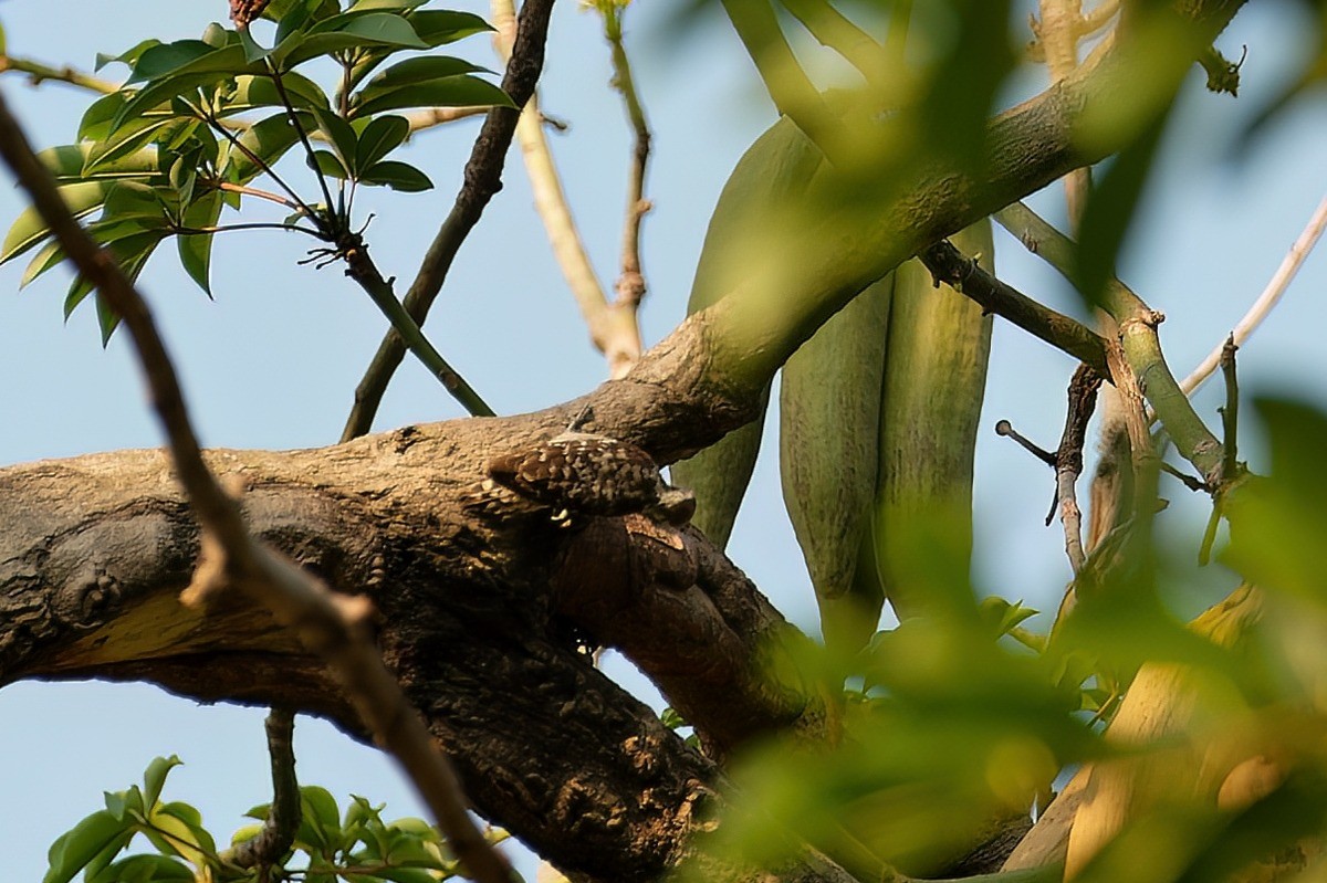 Brown-capped Pygmy Woodpecker - ML560125851