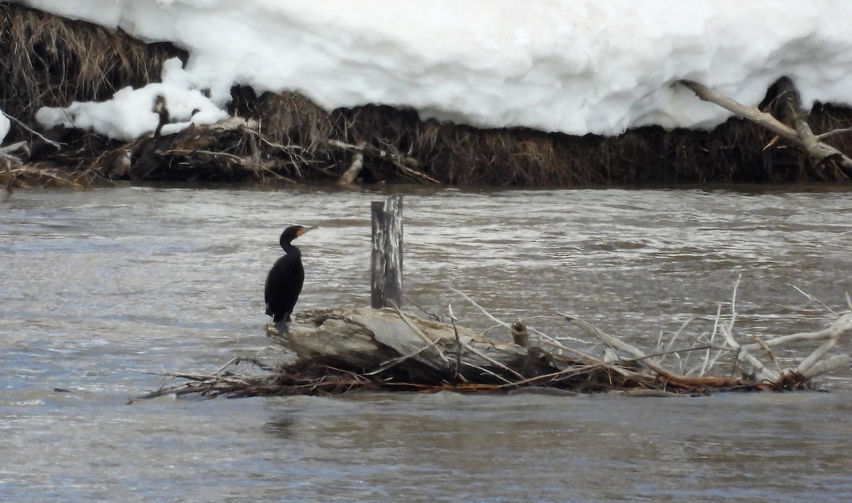 Cormoran à aigrettes - ML560126041