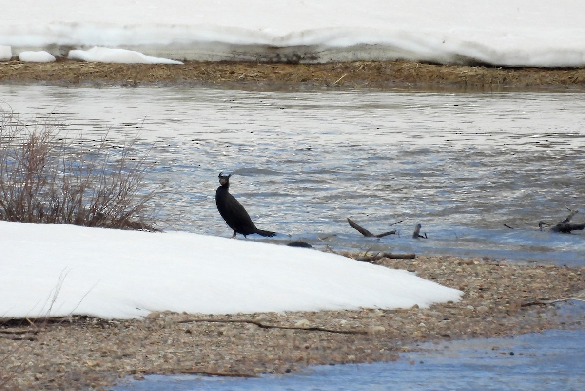 Double-crested Cormorant - ML560126071