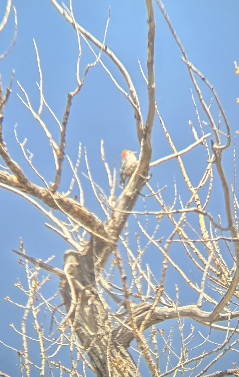 Red-bellied Woodpecker - ML560126231