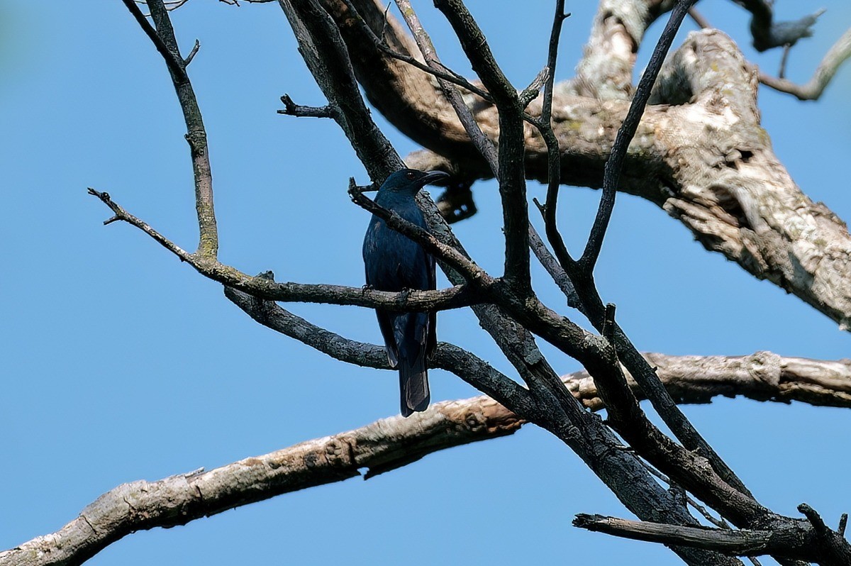 Asian Fairy-bluebird - ML560126301