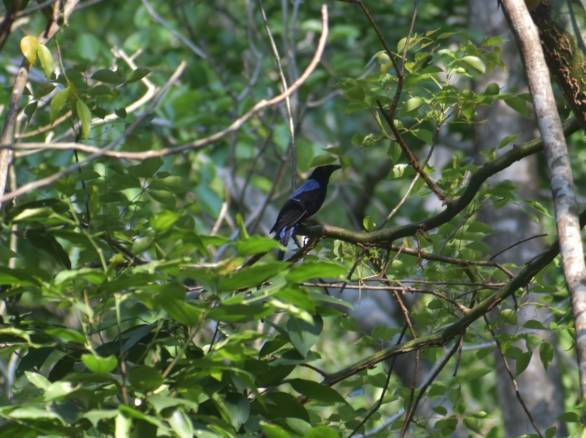 Asian Fairy-bluebird - ML560126311