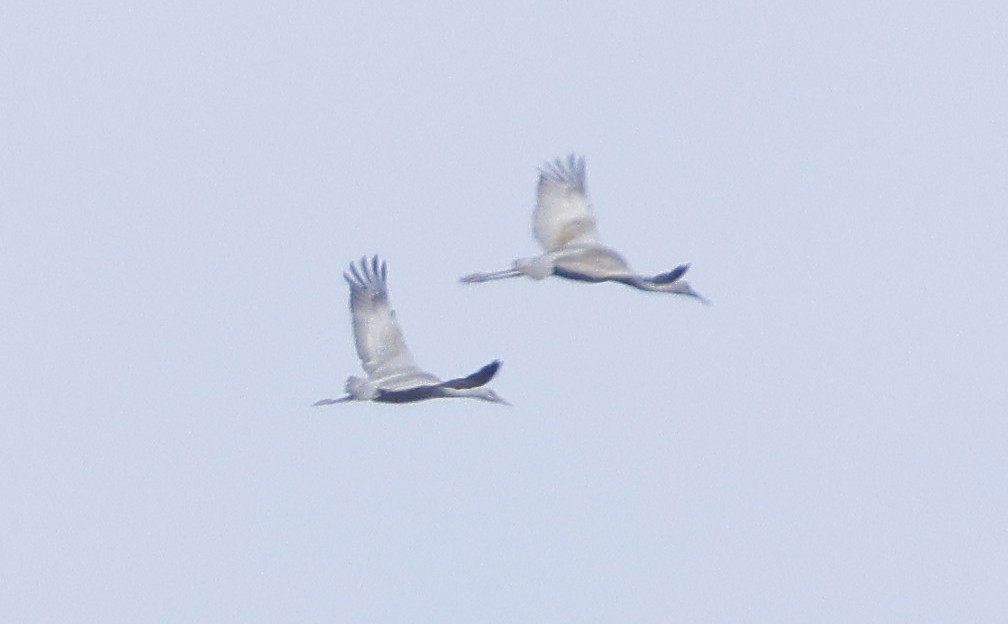 Sandhill Crane (canadensis) - Caleb Putnam