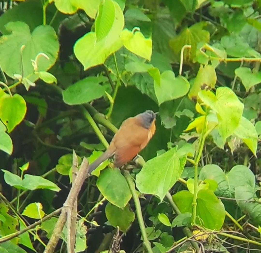 Gray-capped Cuckoo - ML560127411