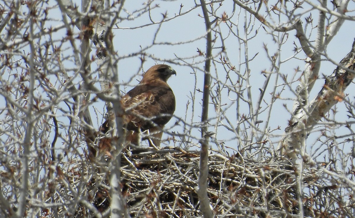 Rotschwanzbussard - ML560127591