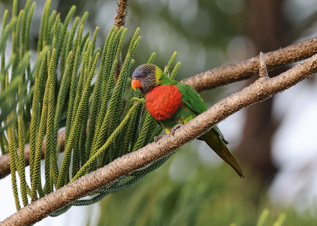 Coconut Lorikeet - Martin Allen