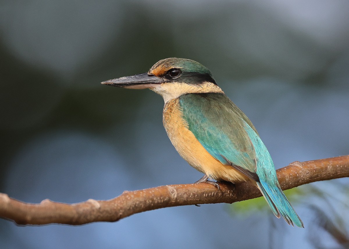 Sacred Kingfisher (New Caledonian) - Martin Allen