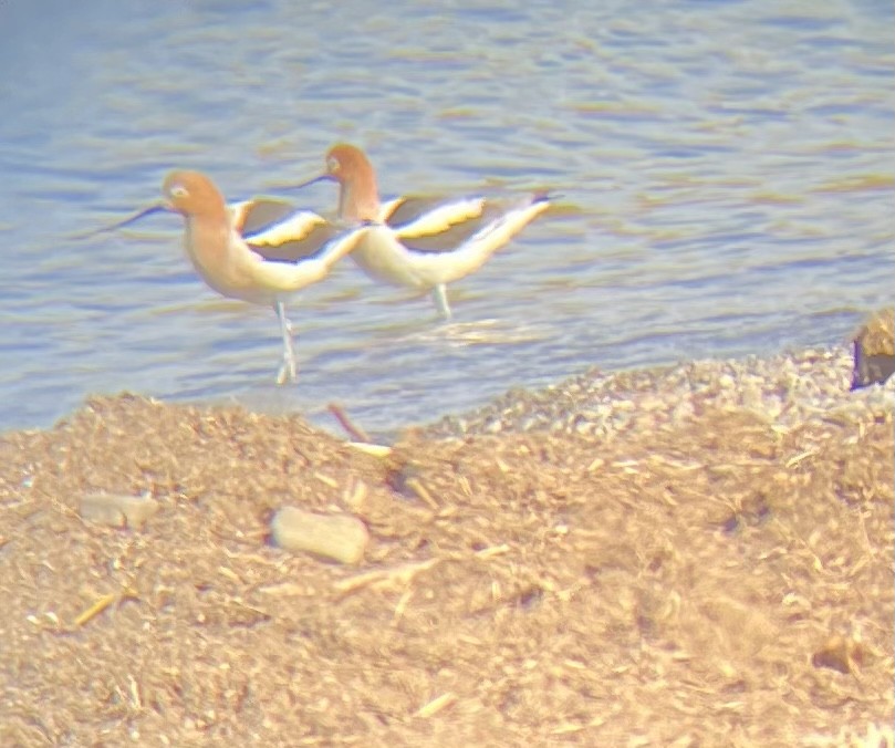 Avoceta Americana - ML560128941