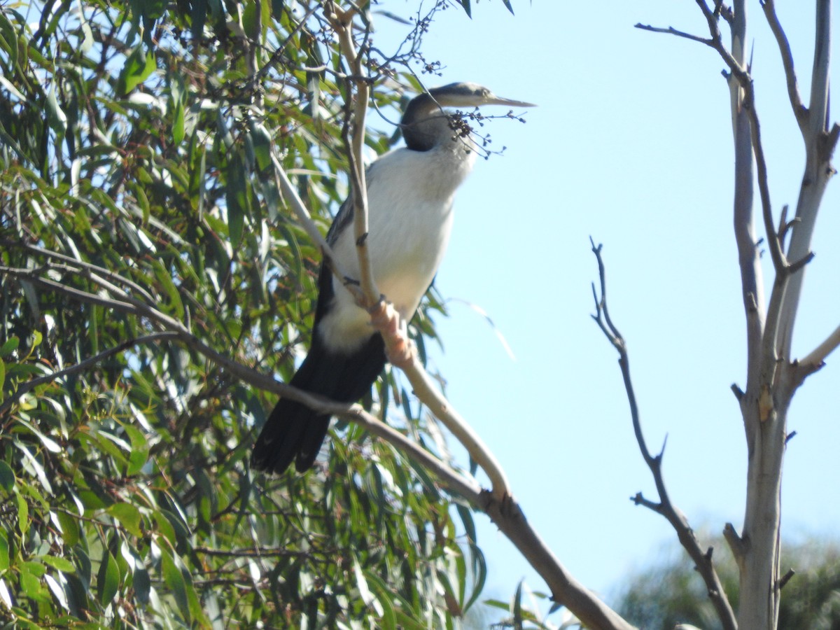 Austral-Schlangenhalsvogel - ML560131301