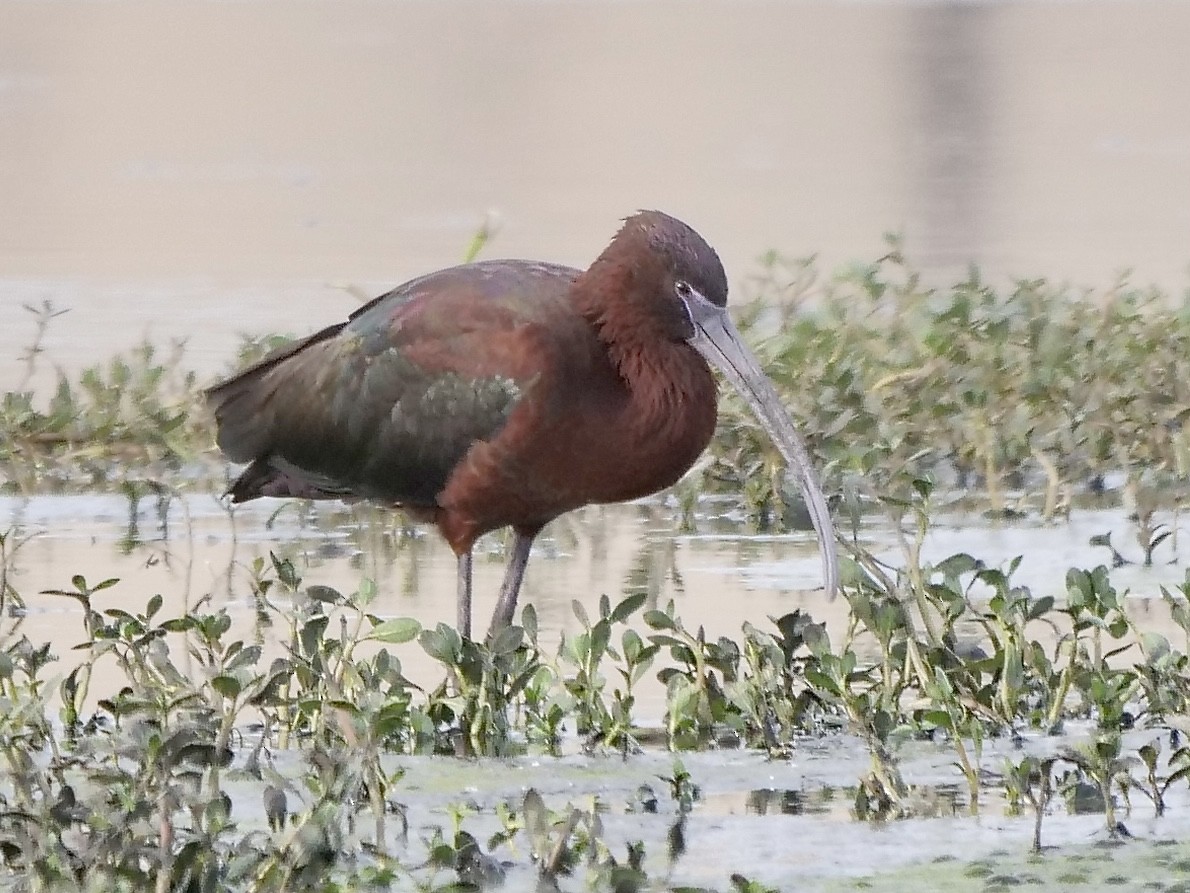 Glossy Ibis - ML560131351