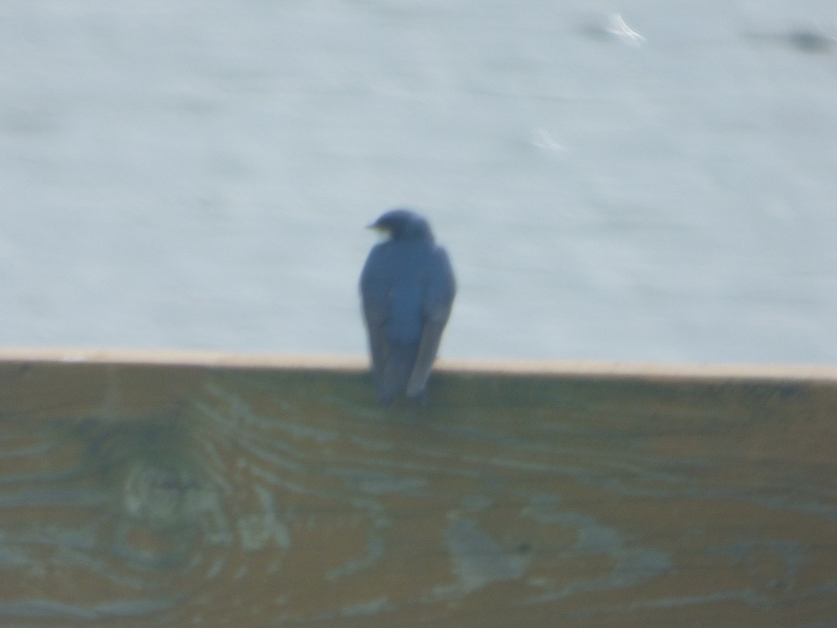 Tree Swallow - ML560132121