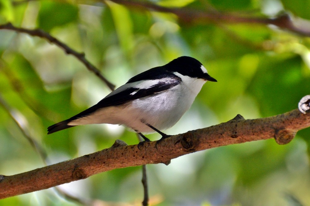 Atlas Flycatcher - Henry Cook