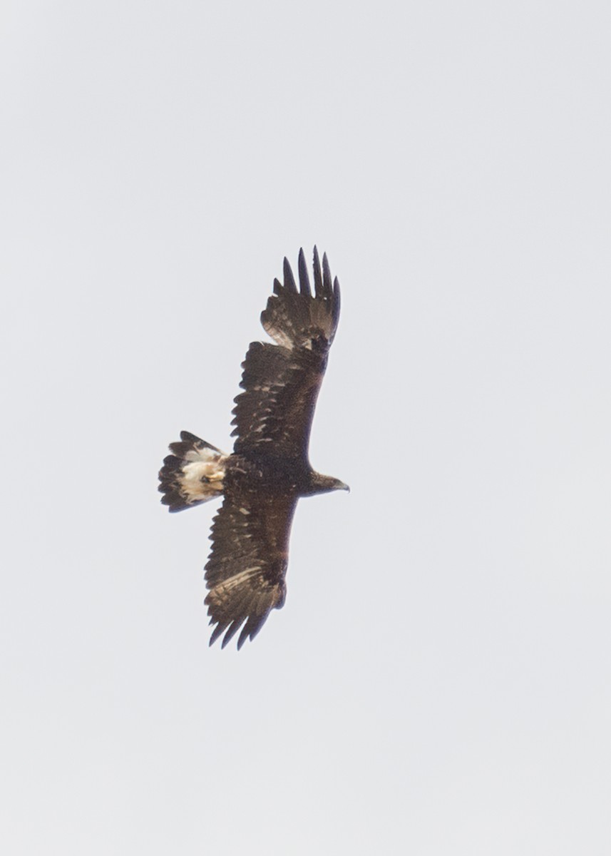 Golden Eagle - ML560133501